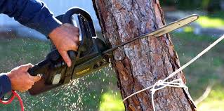 Best Commercial Tree Services  in Mountain Home, NC