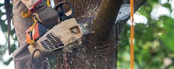 Best Pest Control for Lawns  in Mountain Home, NC