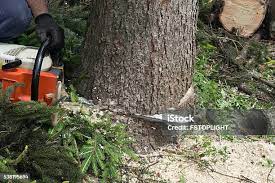 Best Lawn Pest Prevention  in Mountain Home, NC