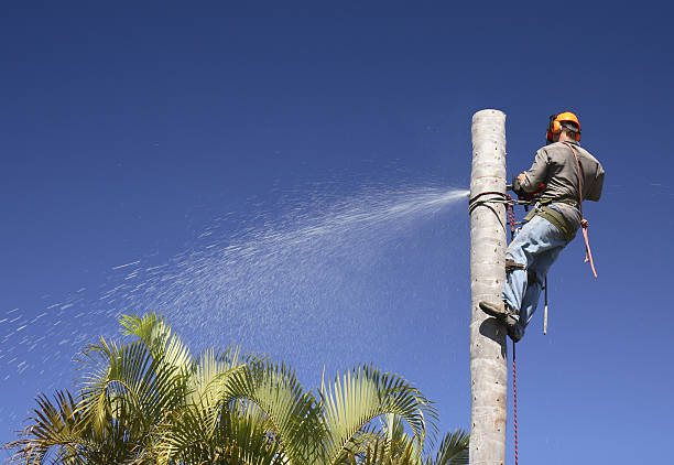 How Our Tree Care Process Works  in  Mountain Home, NC