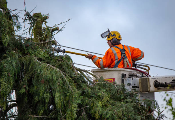 Reliable Mountain Home, NC Tree Care Solutions