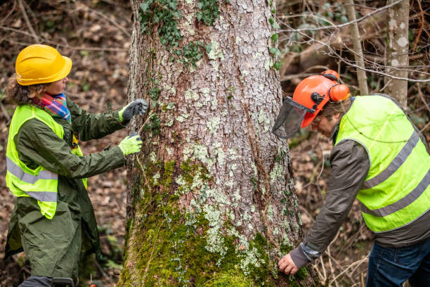 Best Fruit Tree Pruning  in Mountain Home, NC