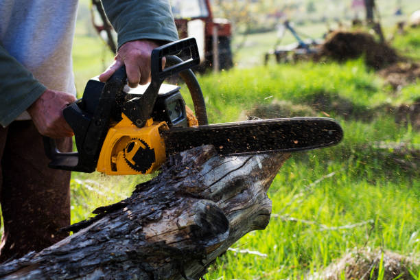 Best Lawn Disease Treatment  in Mountain Home, NC